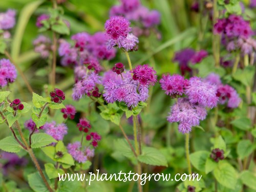 Red Flint Ageratum (Ageratum houstonianum)